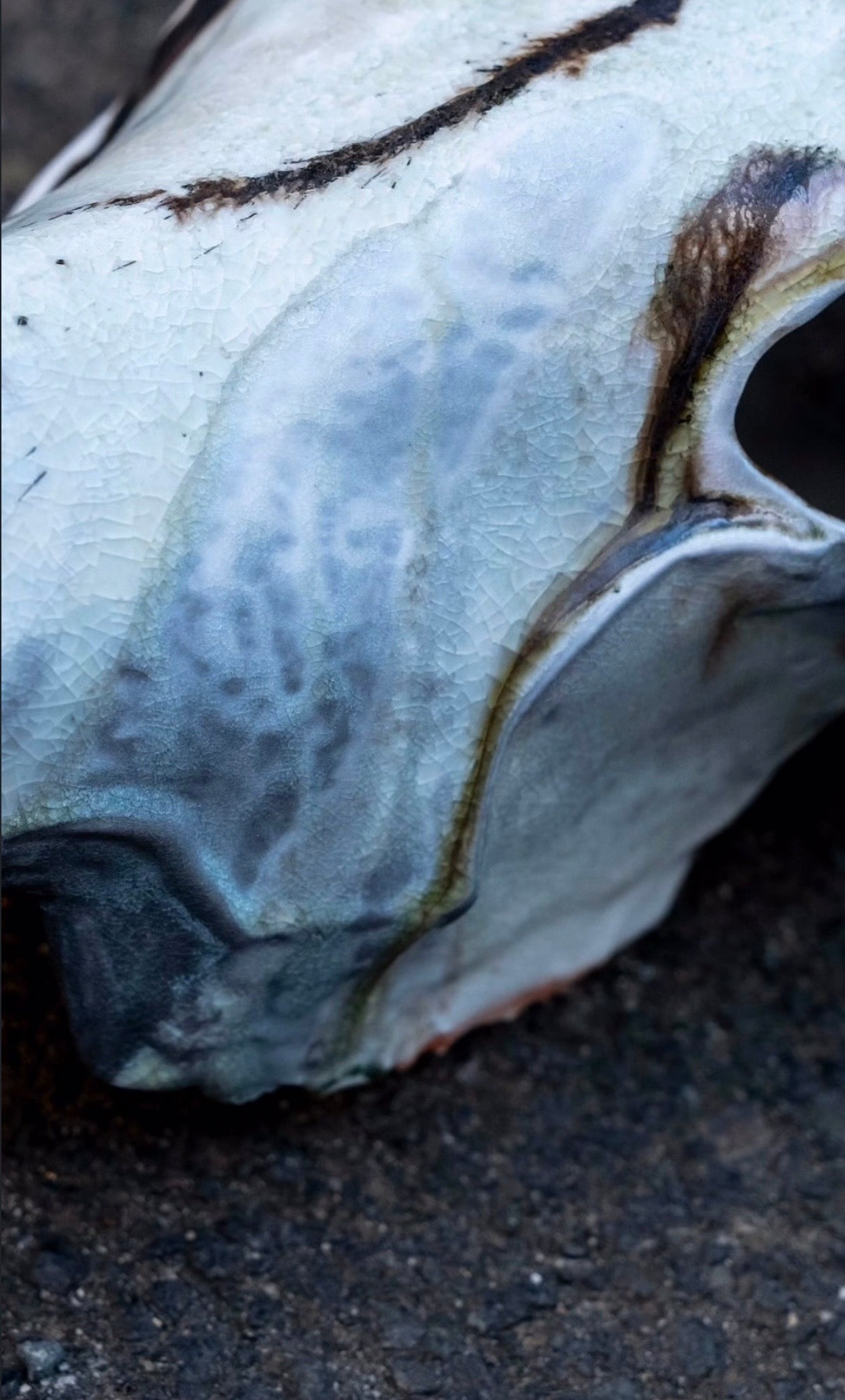 Wood Fired Porcelain Cow Skull